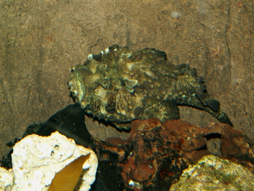 2008: Estuarine Stonefish (Synanceia horrida)