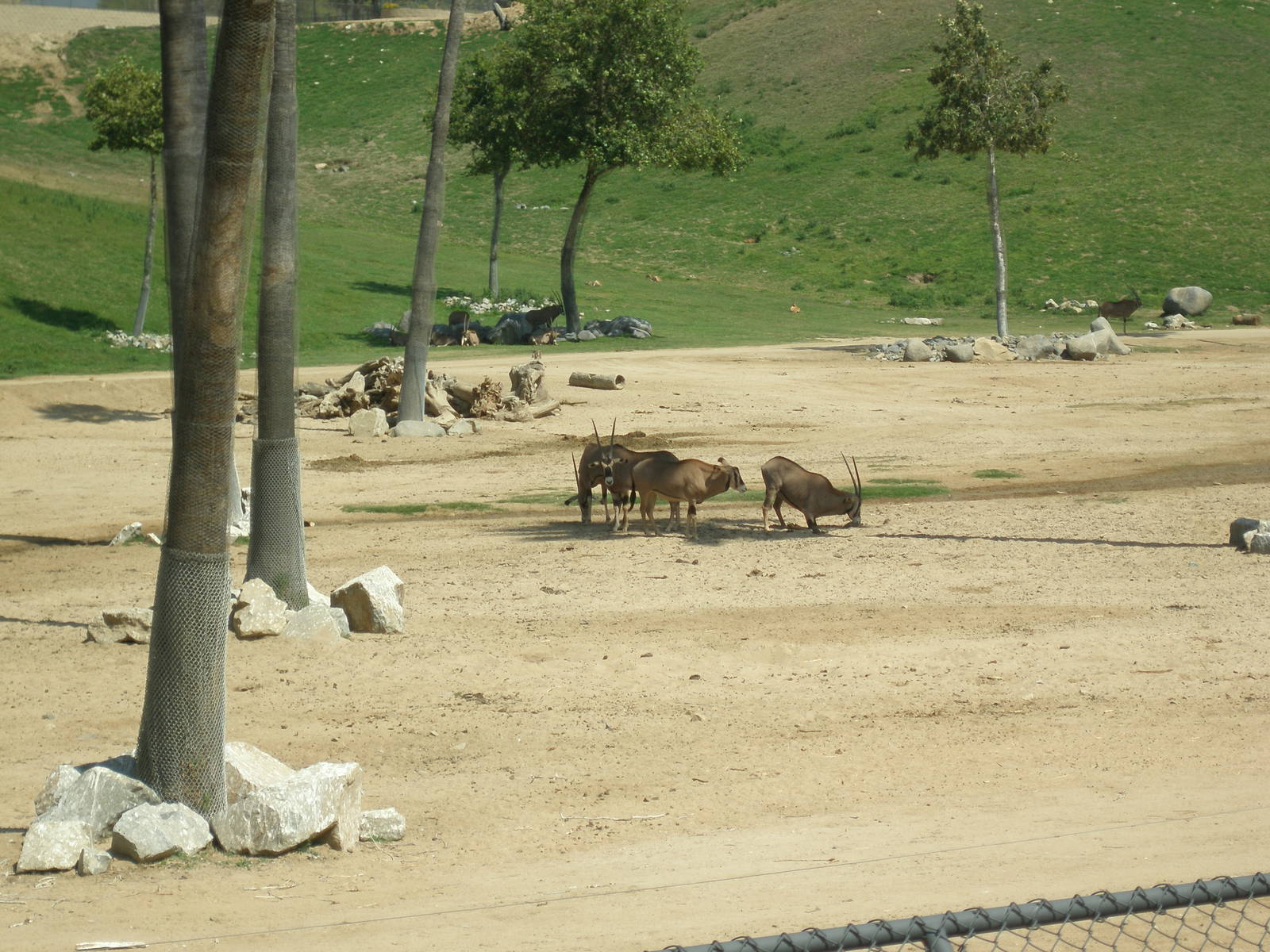 2008-fringe eared oryx