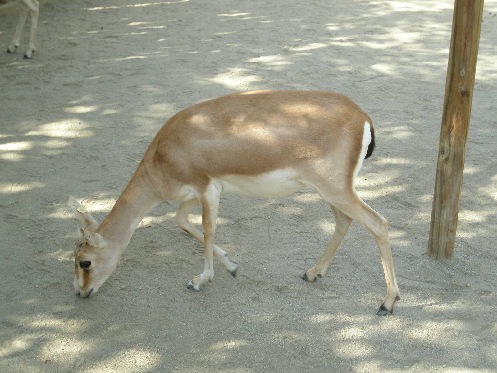 2008-goitered gazelle