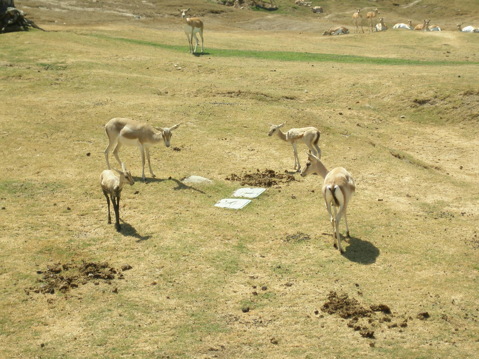 2008 -goitered gazelle