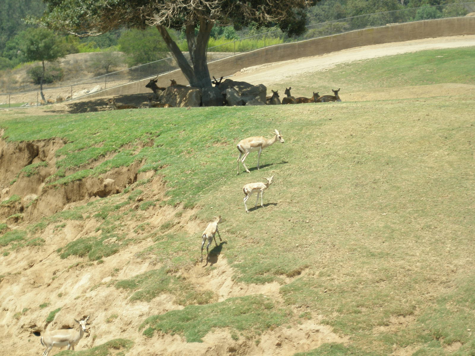 2008-goitered gazelle