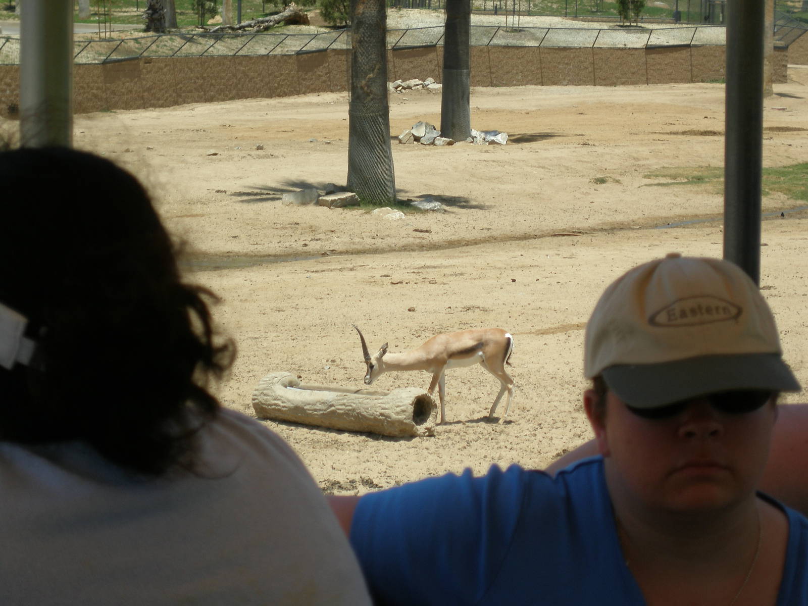 2008-grant gazelle subspecies and some stranger