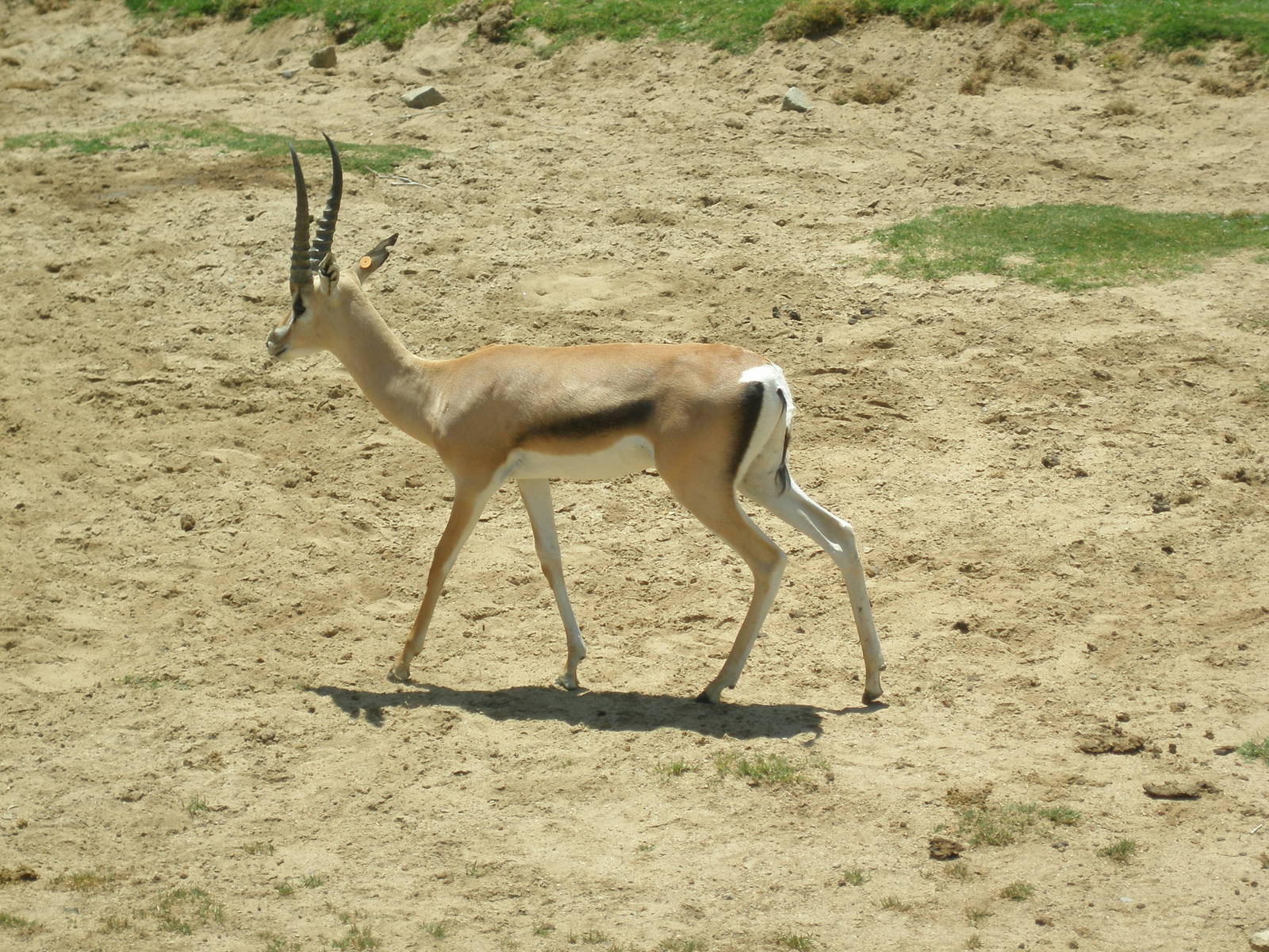 2008-grant gazelle subspecies(I think Roosevelt's)
