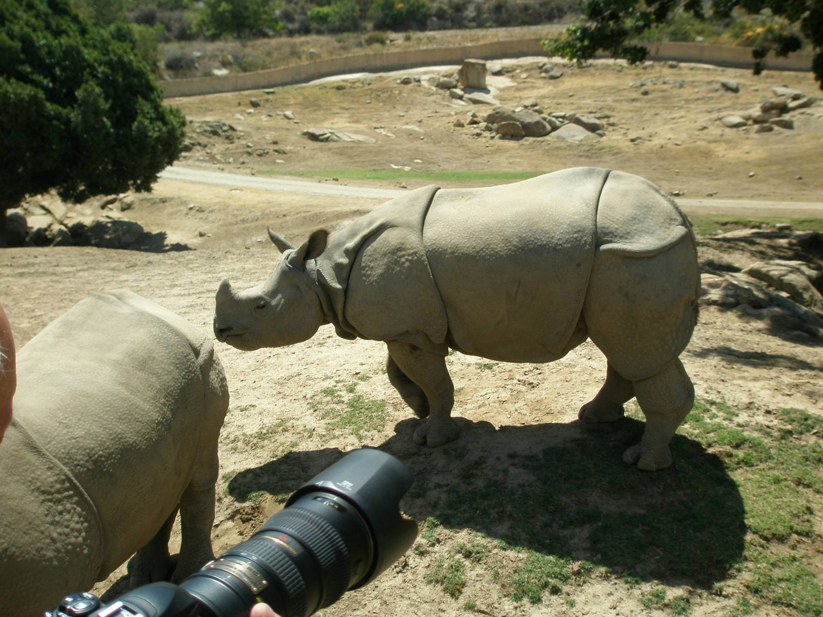 2008-indian rhino