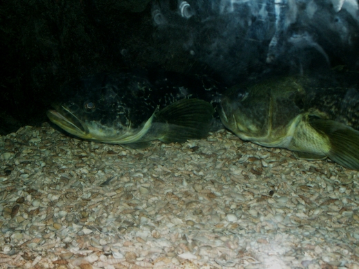 2008: Marbled rockcod (Notothenia rossii)