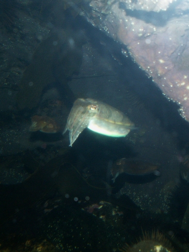 2008: Mourning cuttlefish (Sepia plangon)