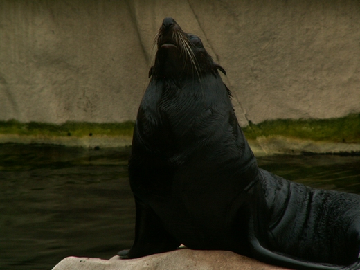 2008: New Zealand fur seal (Arctocephalus forsteri)