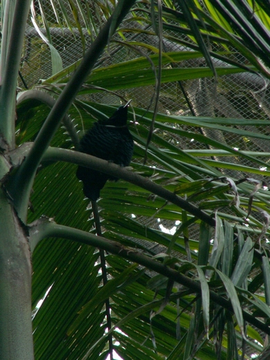 [2008] Paradise riflebird (Ptiloris paradiseus)