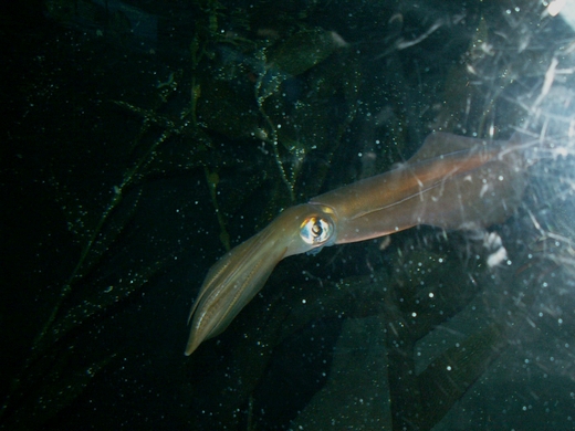 2008; Sepioteuthis australis