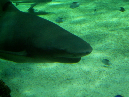 2008:  Sicklefin lemon shark (Negaprion acutidens)