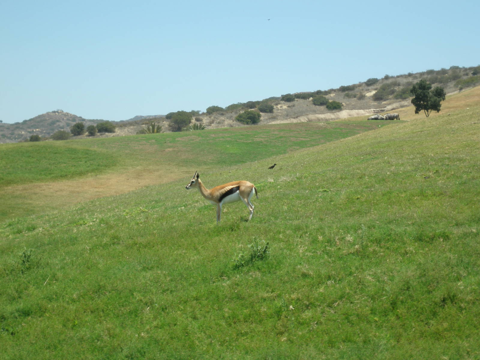 2008-thompsons gazelle