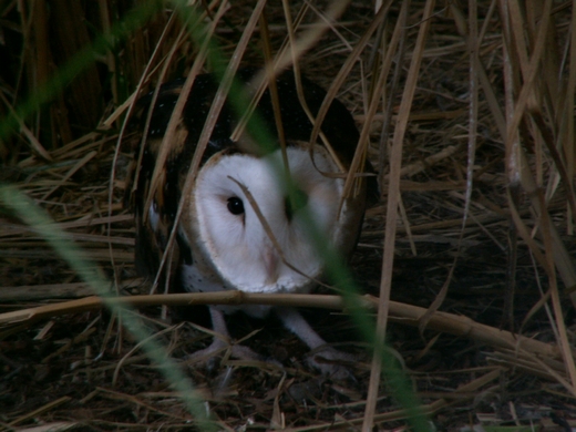 [2008] Tyto longimembris