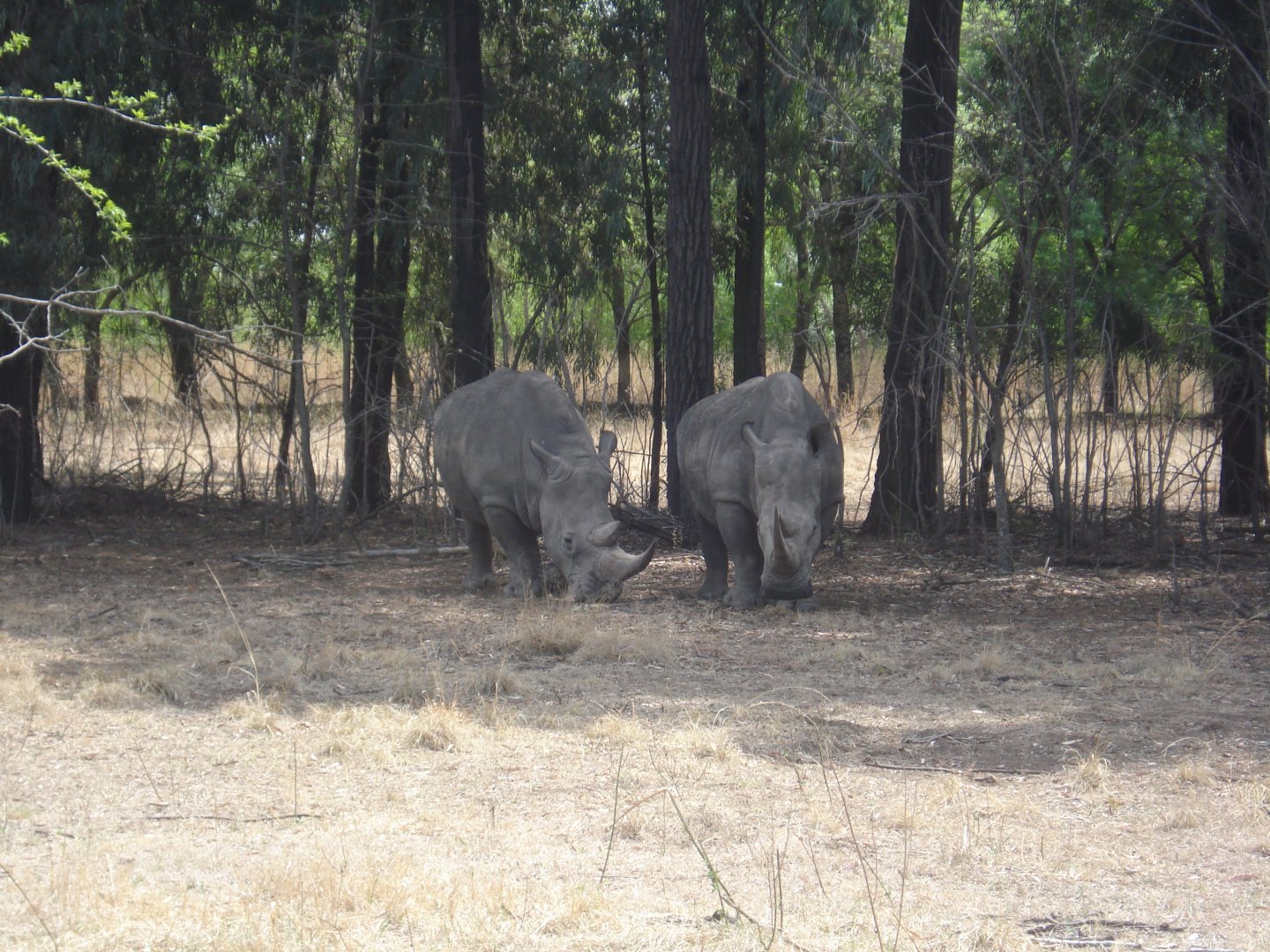 2009 Southern White Rhino (Ceratotherium simum simum)