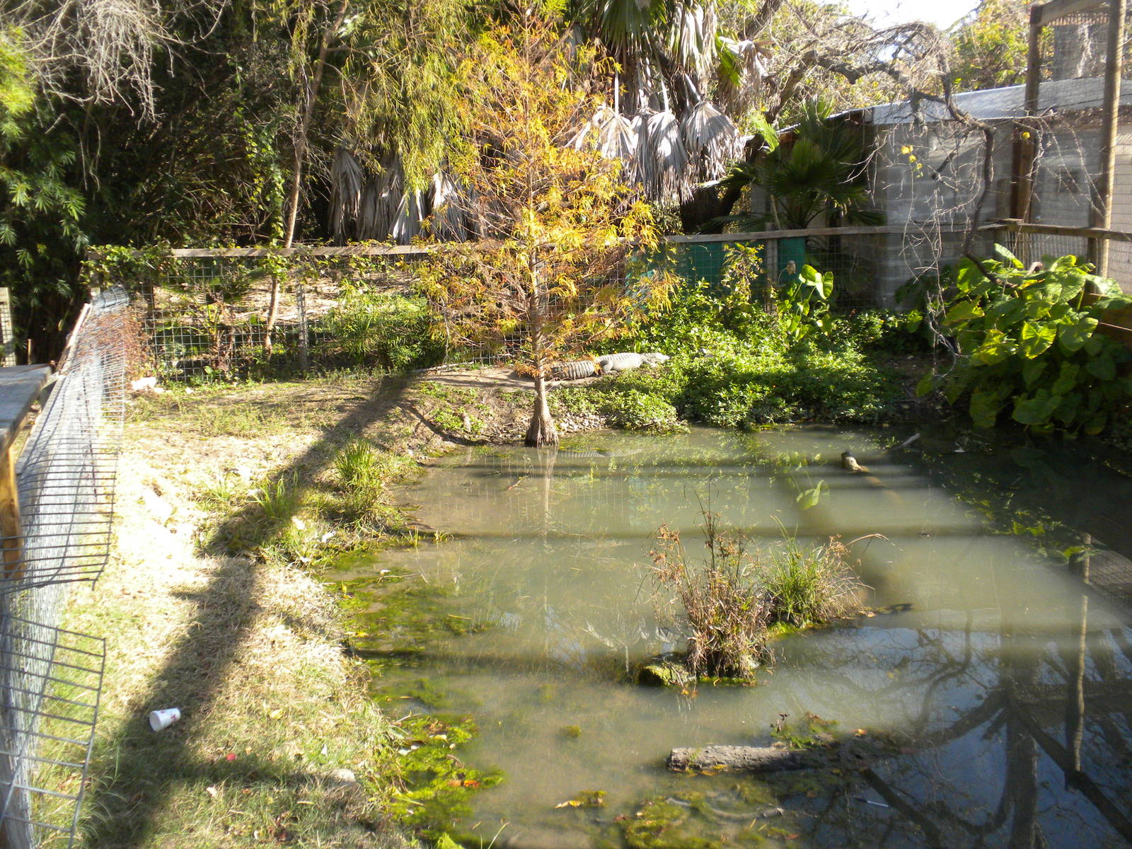 2010 - American Alligator