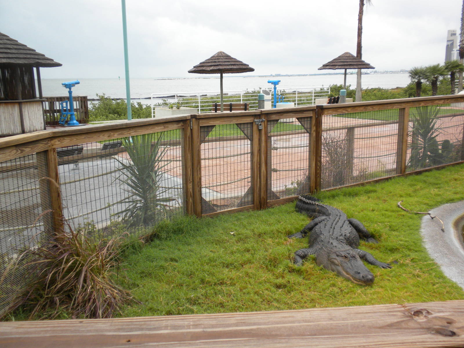 2010 - American Alligator