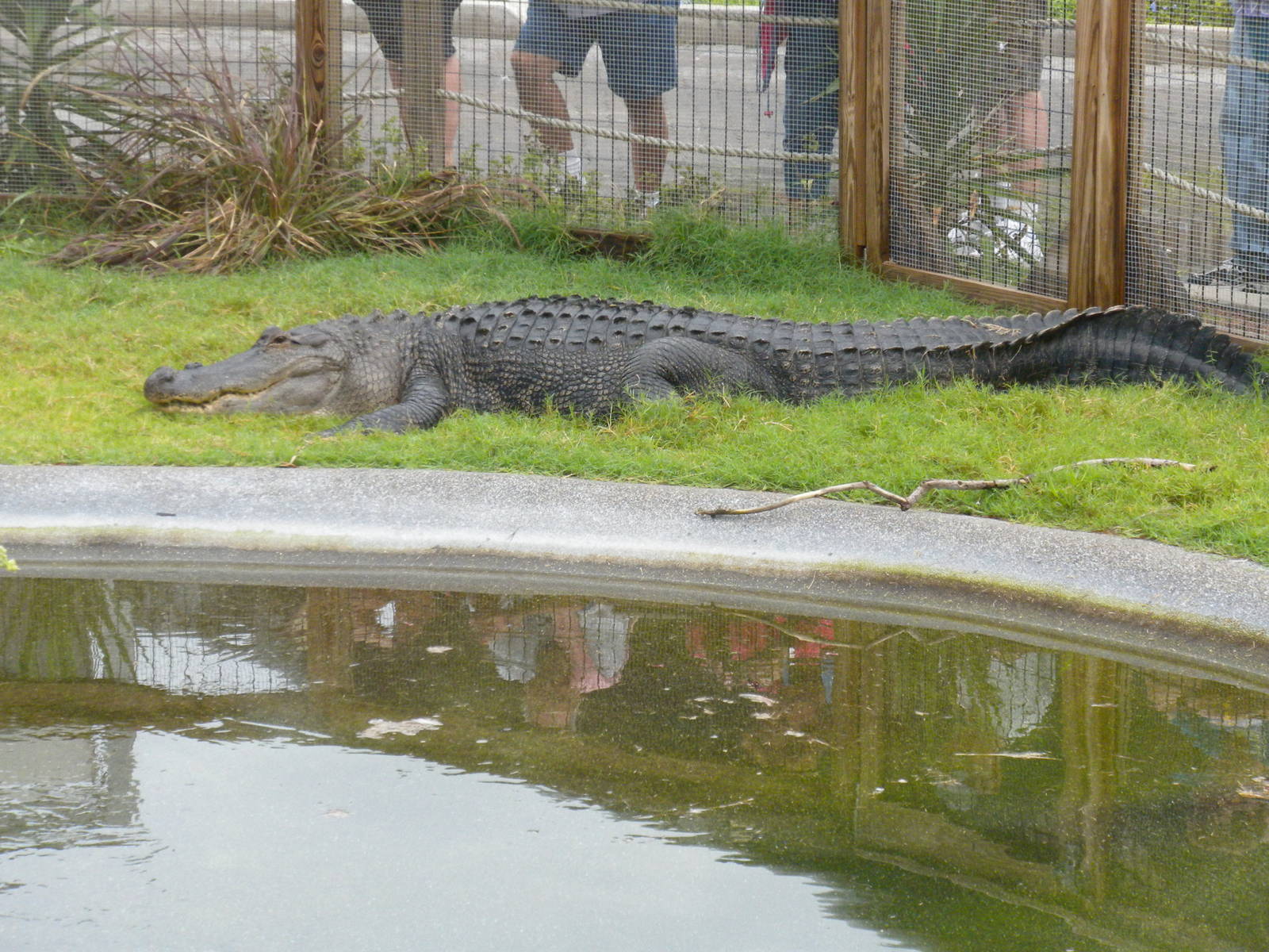 2010 - American Alligator