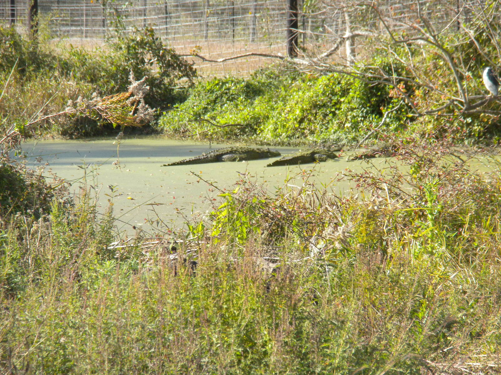 2010 - American Alligator