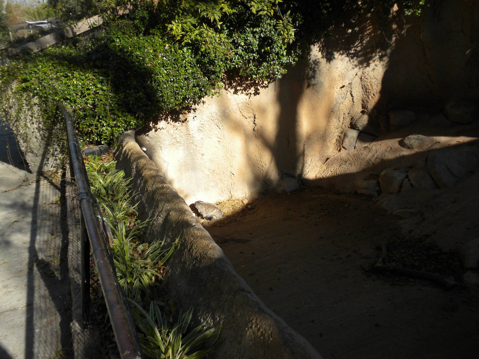 2010 - American Badger