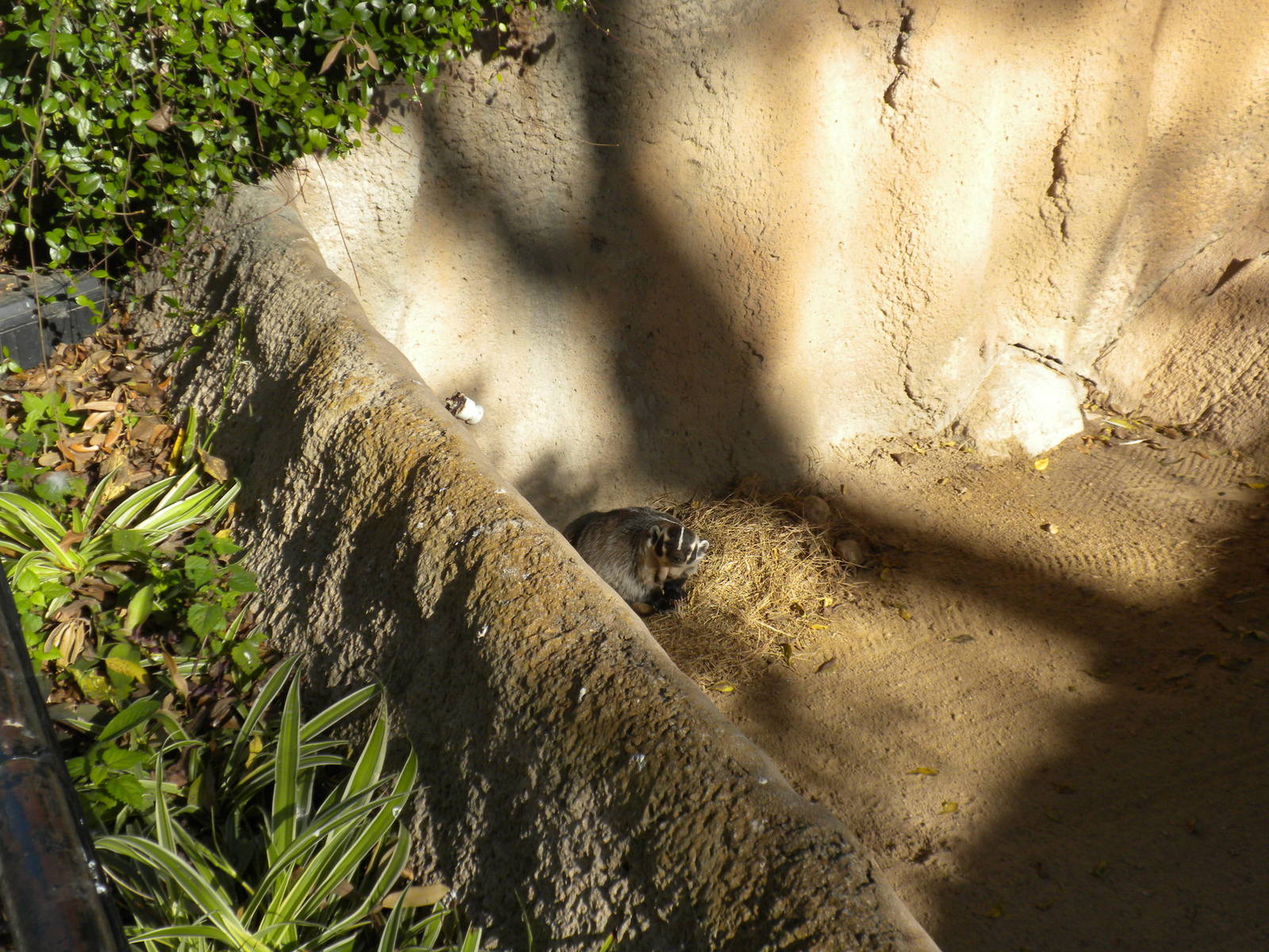 2010 - American Badger