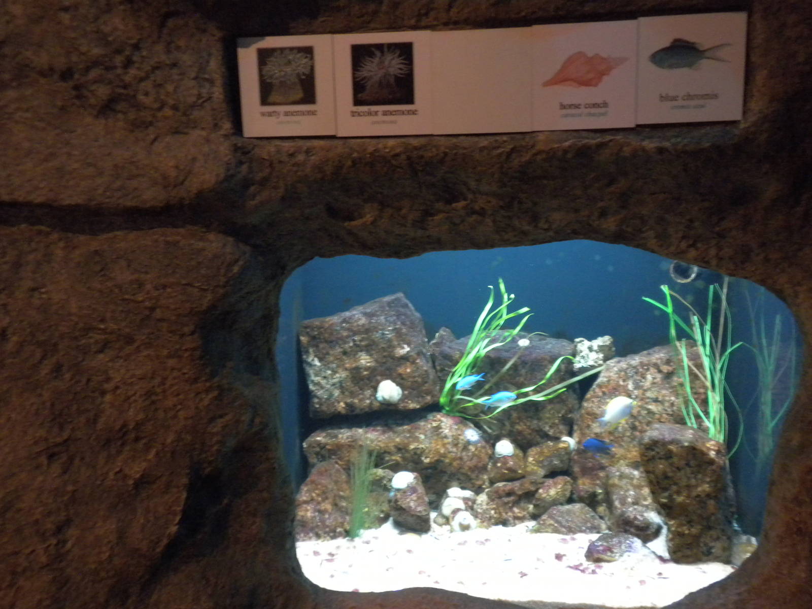 2010 - Anenomne, chromis