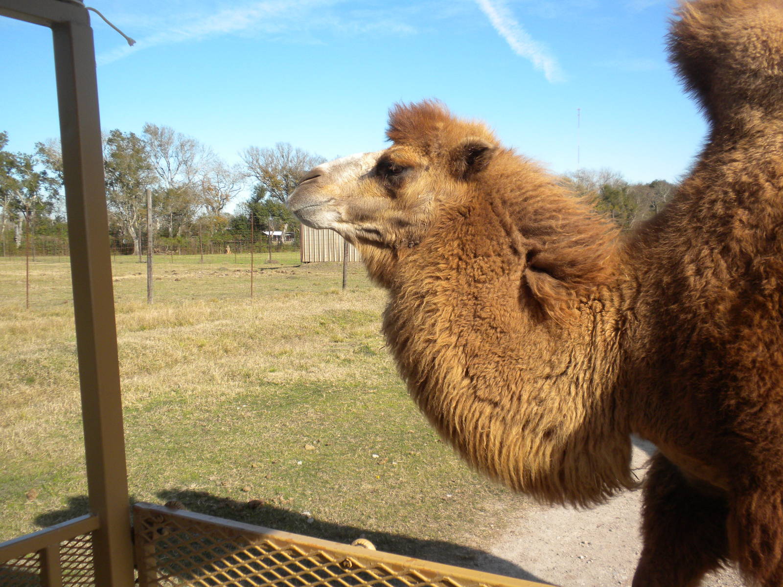 2010 - Bactrian Camel