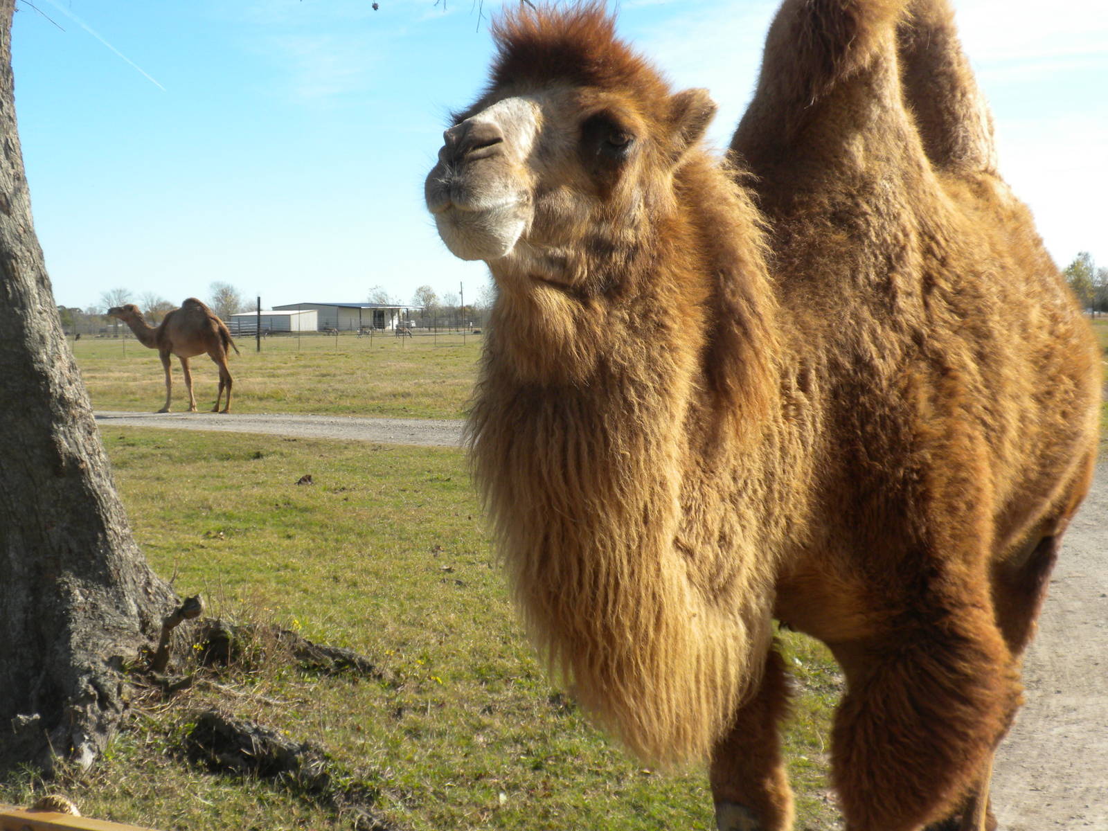 2010 - Bactrian Camel
