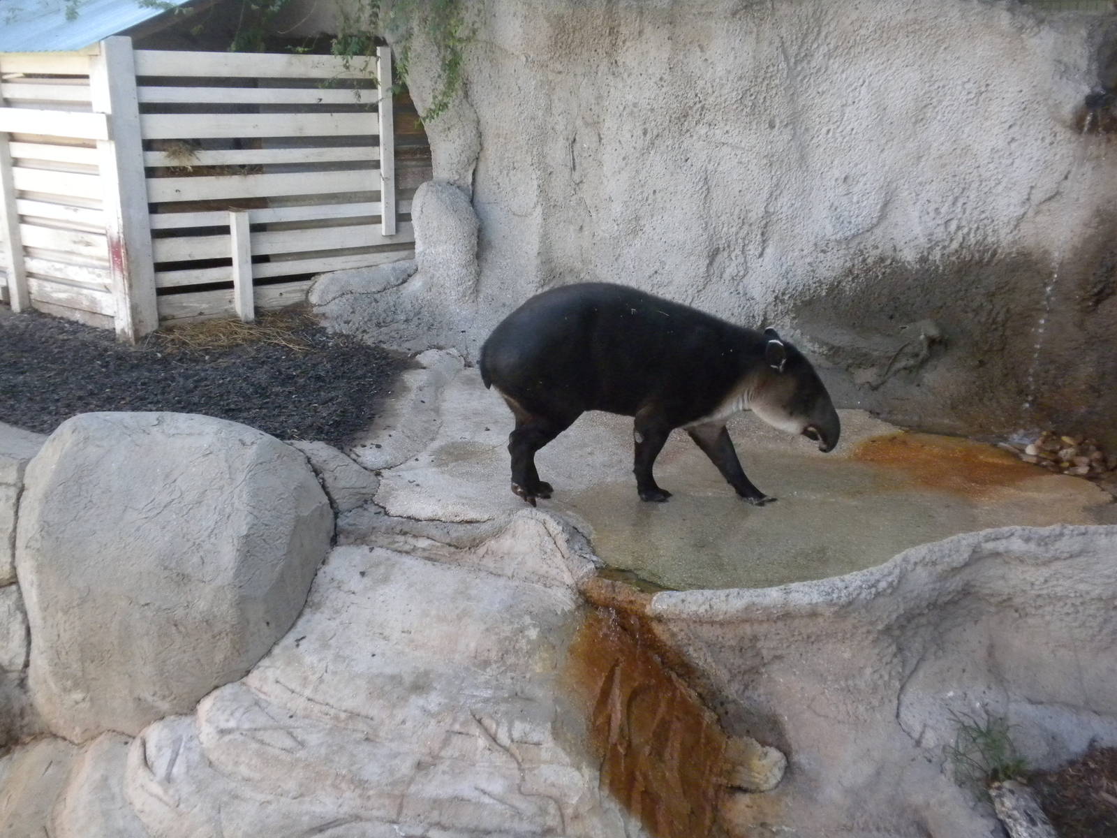 2010 - Baird's Tapir