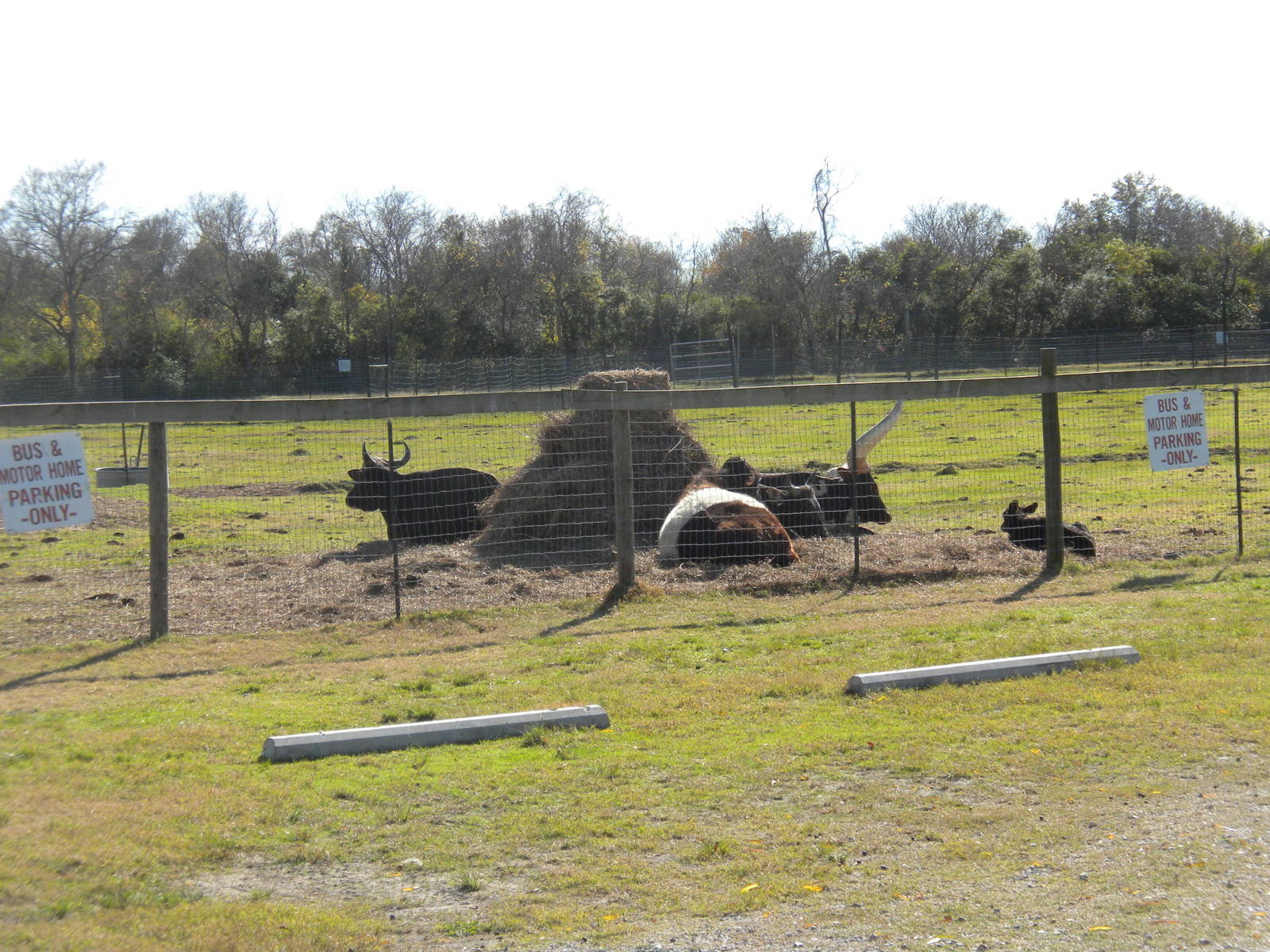 2010 - Banteng, Belted Cattle, Ankole