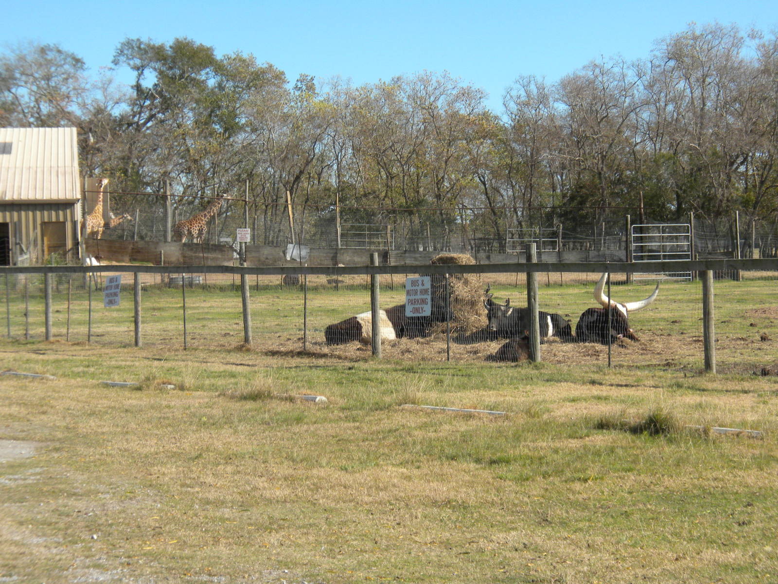 2010 - Banteng, Belted Cattle, Ankole