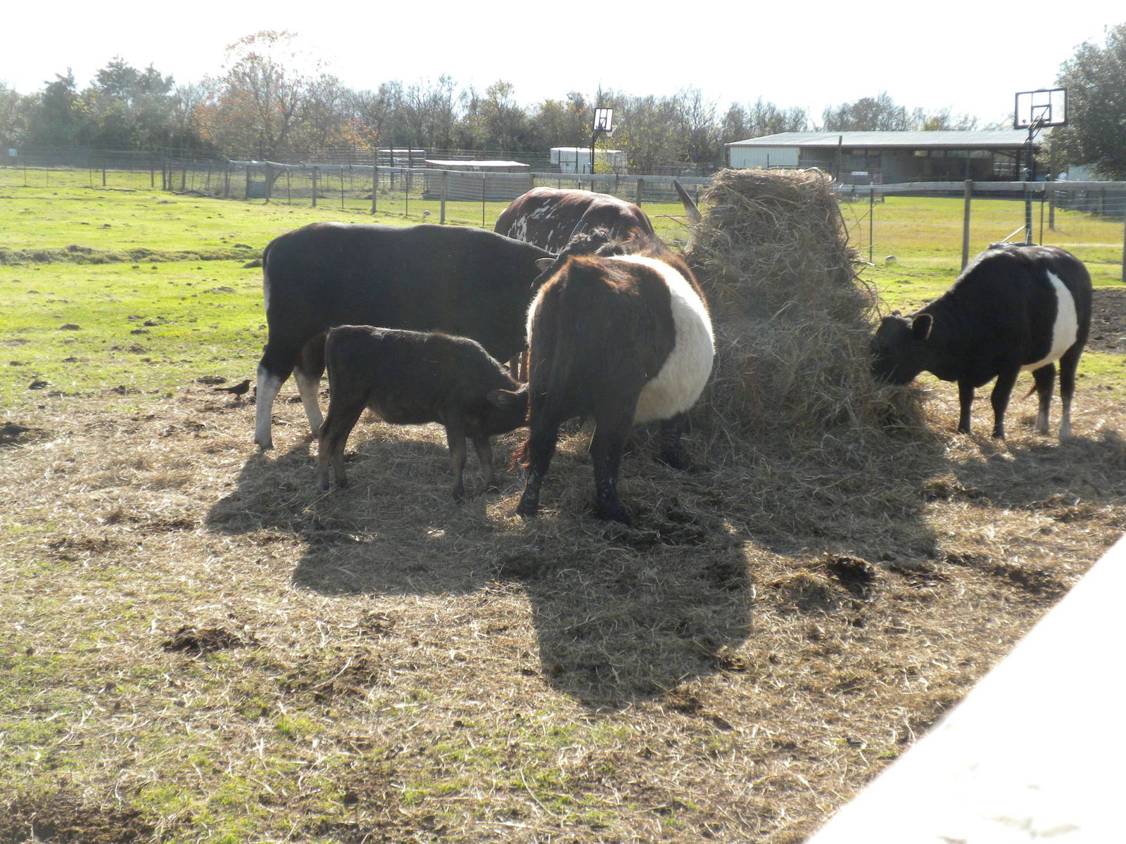 2010 - Banteng, Belted Cattle, Ankole