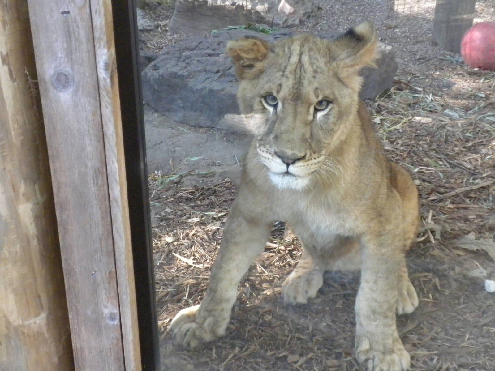 2010 - "Barbary" Lion