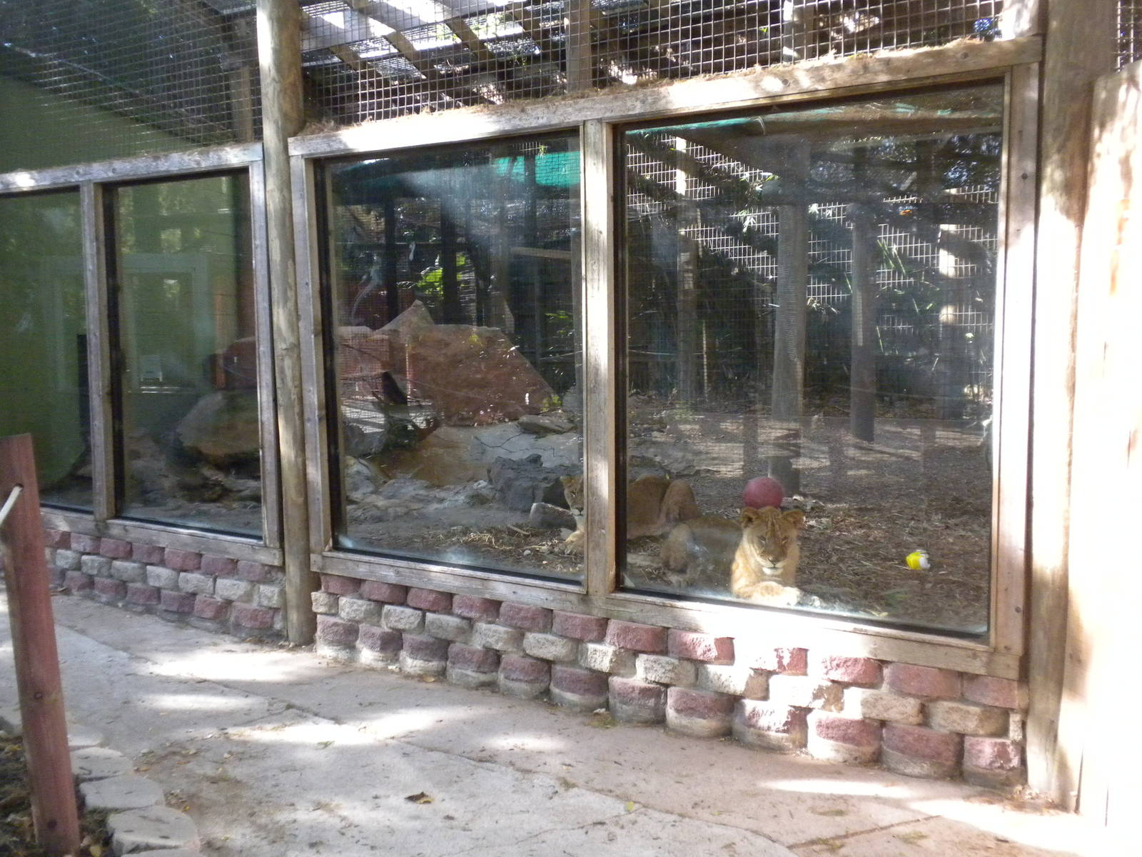 2010 "Barbary" Lions