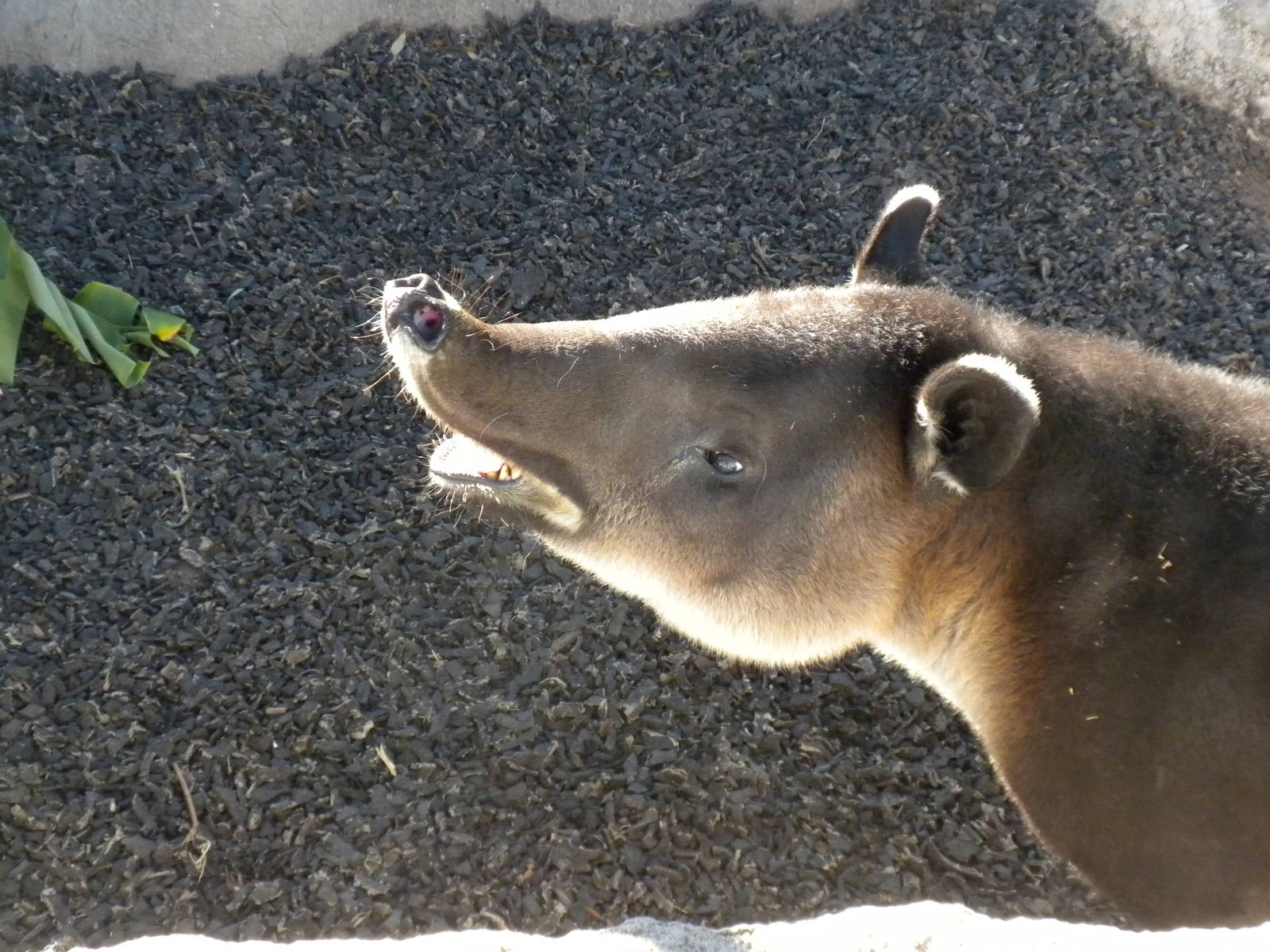 2010 - Barird's Tapir