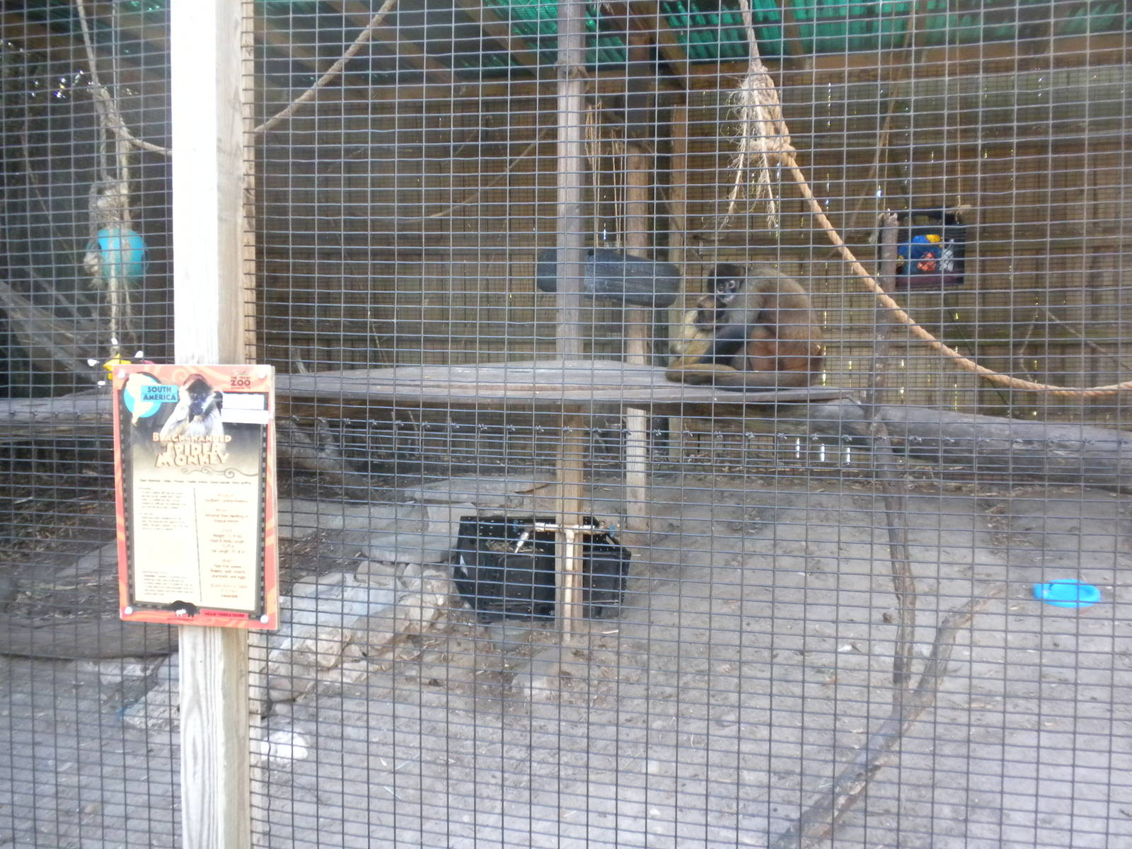 2010 - Black-Handed Spider Monkey