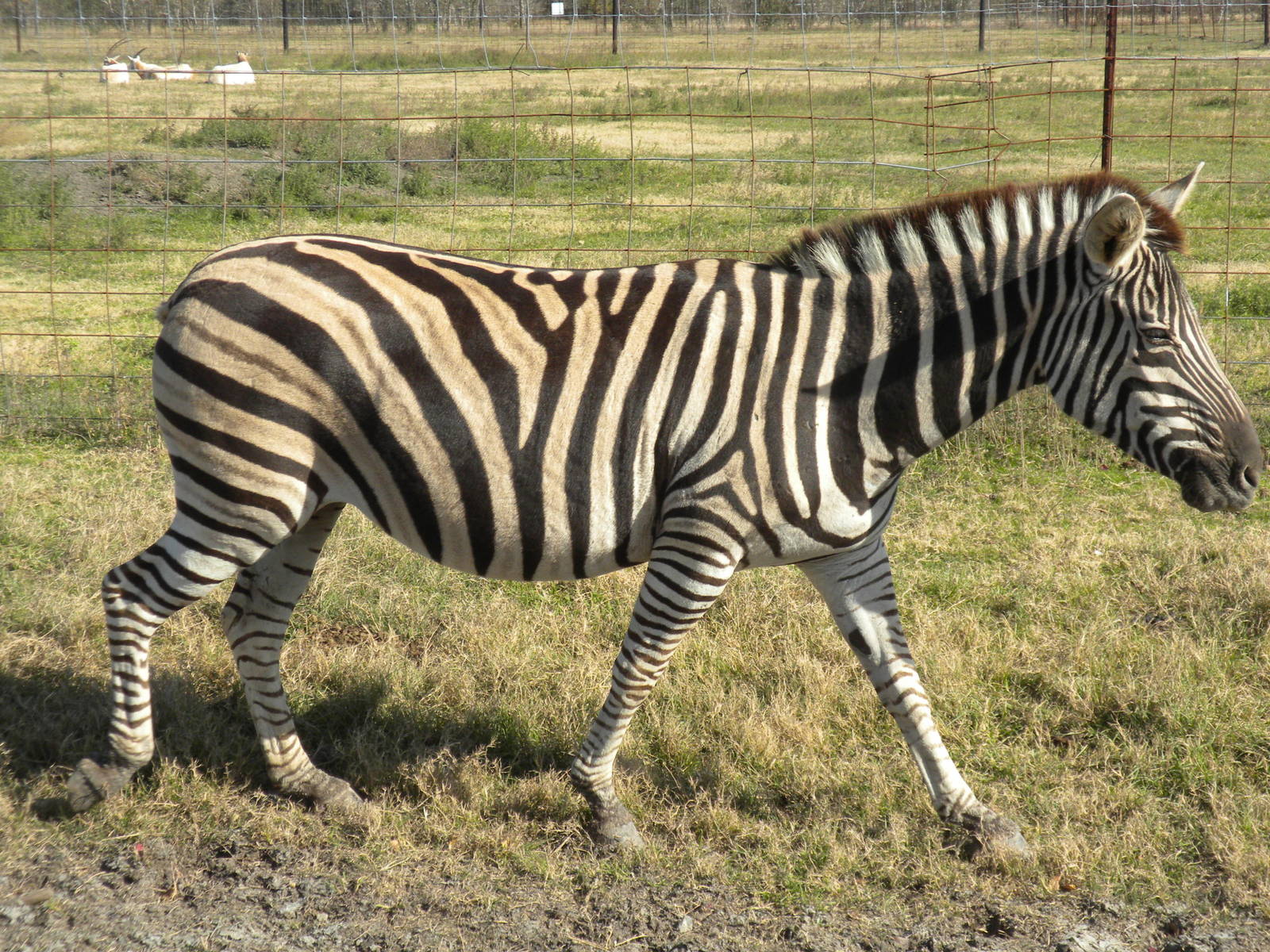 2010 - Chapman's Zebra