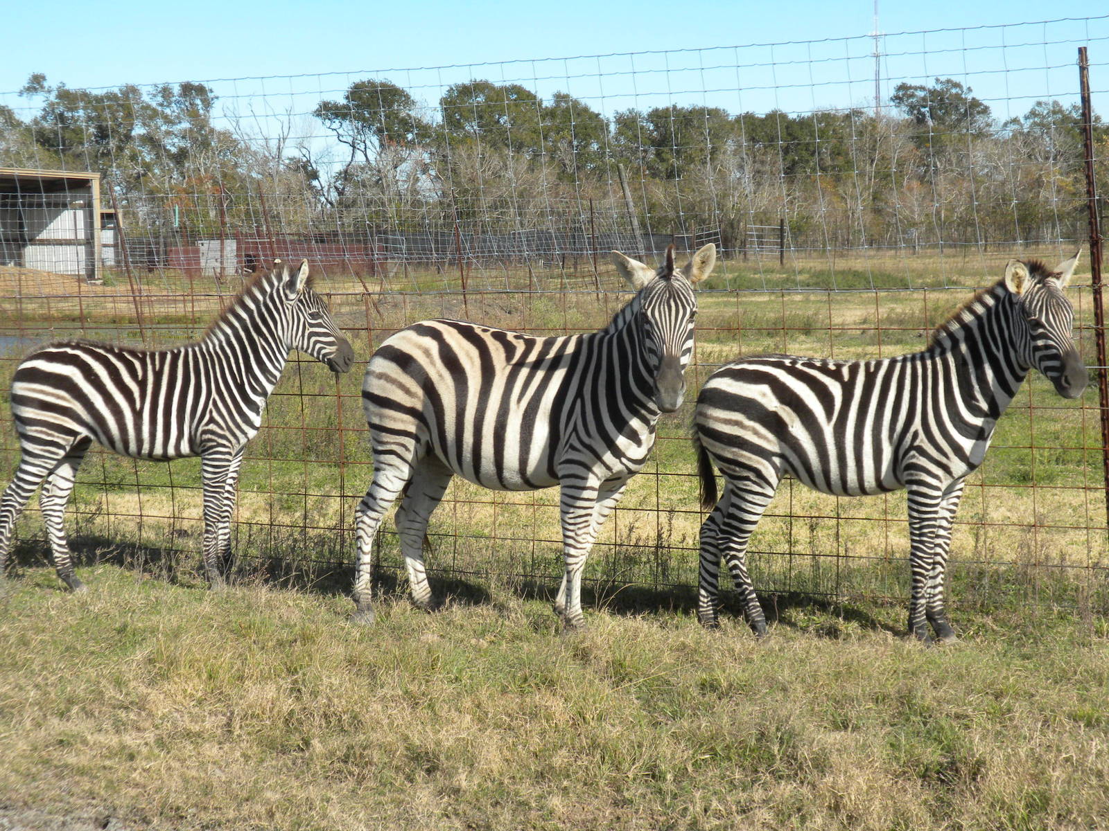 2010 - Chapman's Zebras