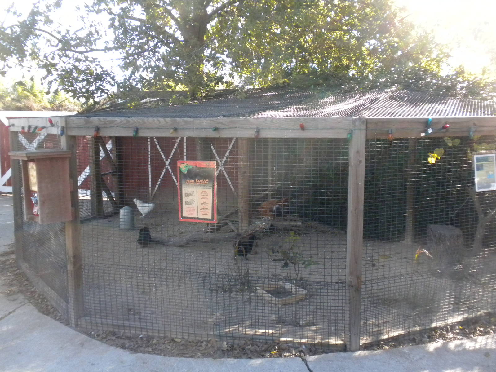 2010 - Chicken aviary