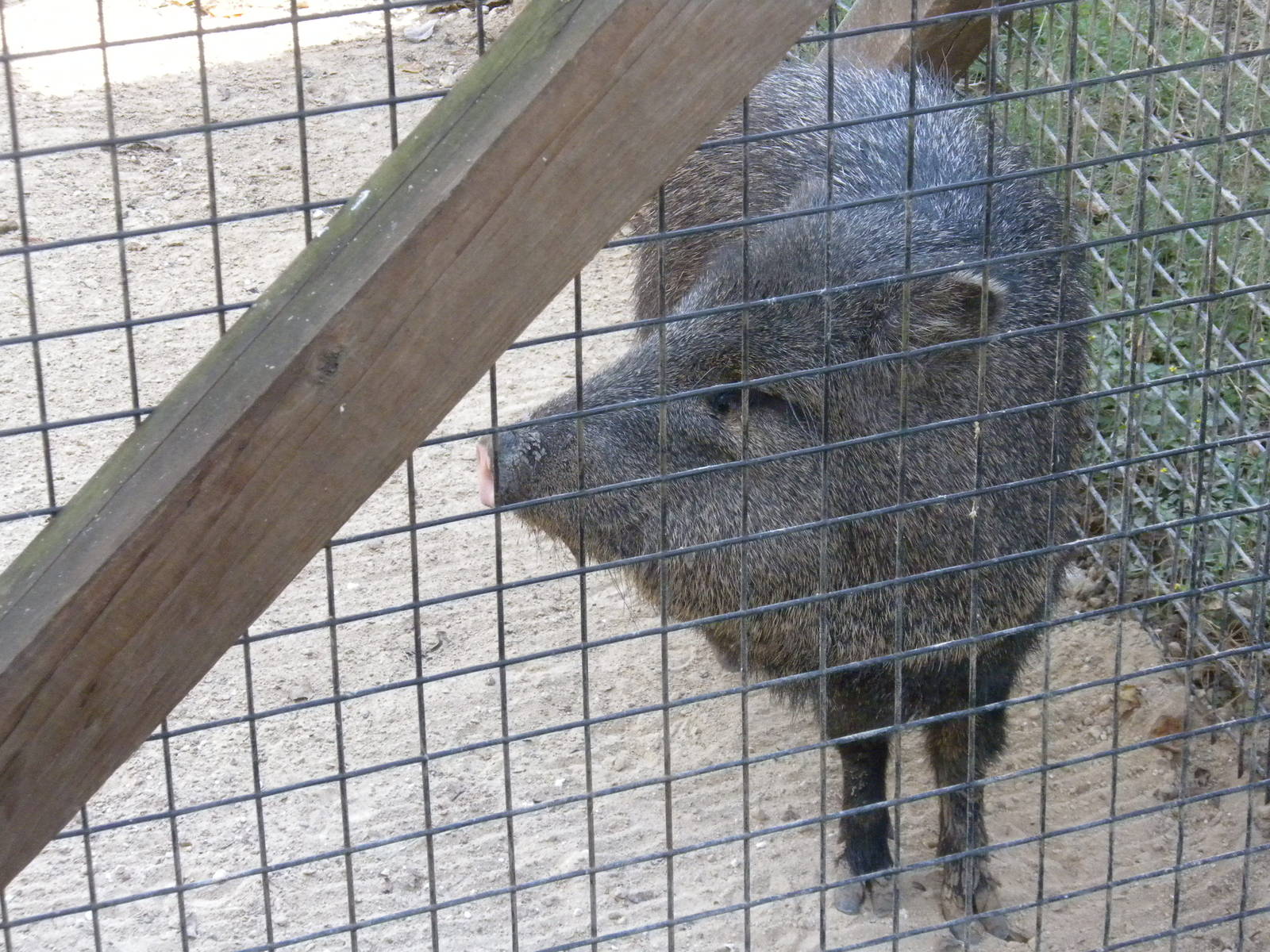 2010 - Collard Peccary