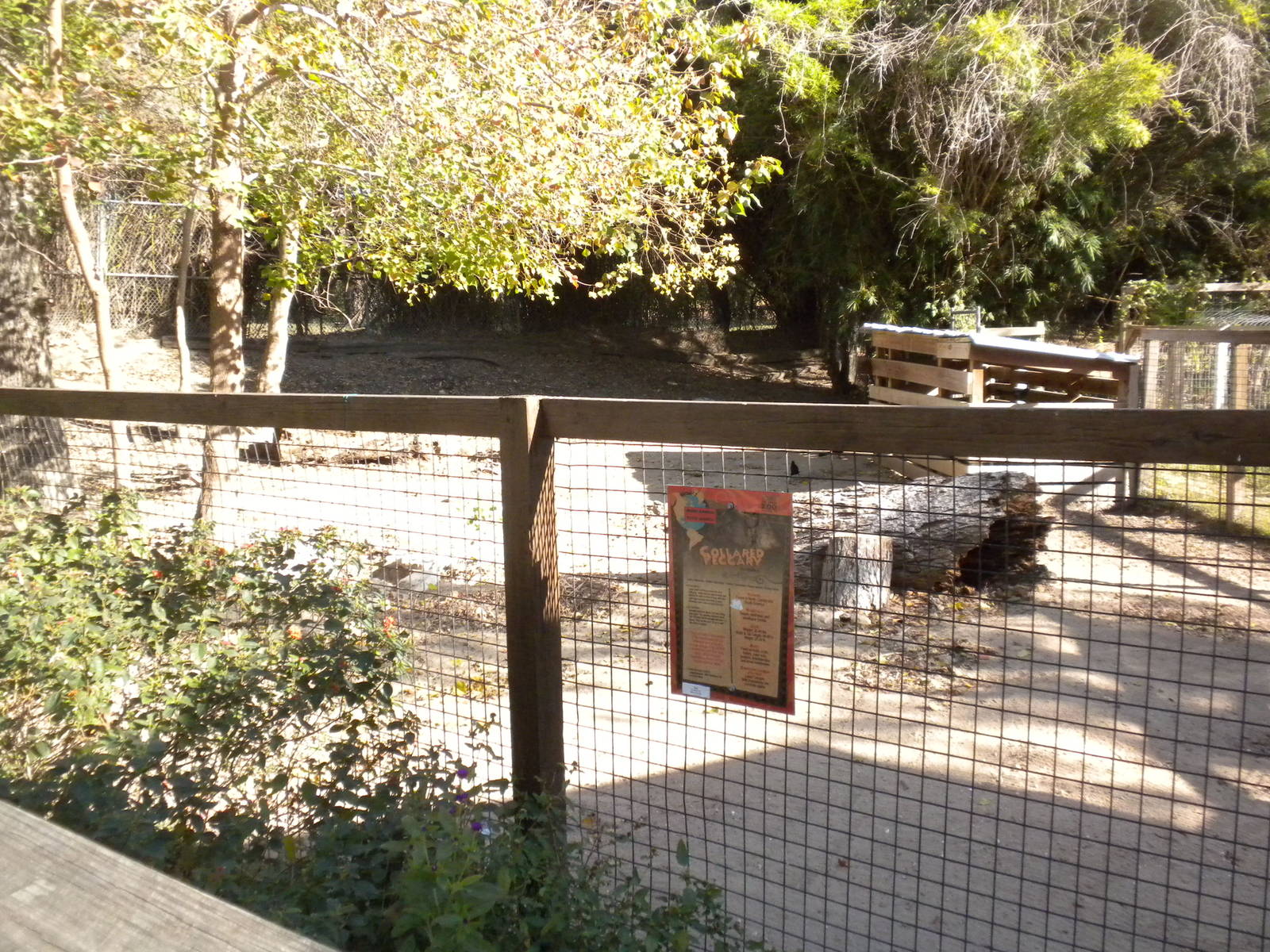 2010 - Collared Peccary