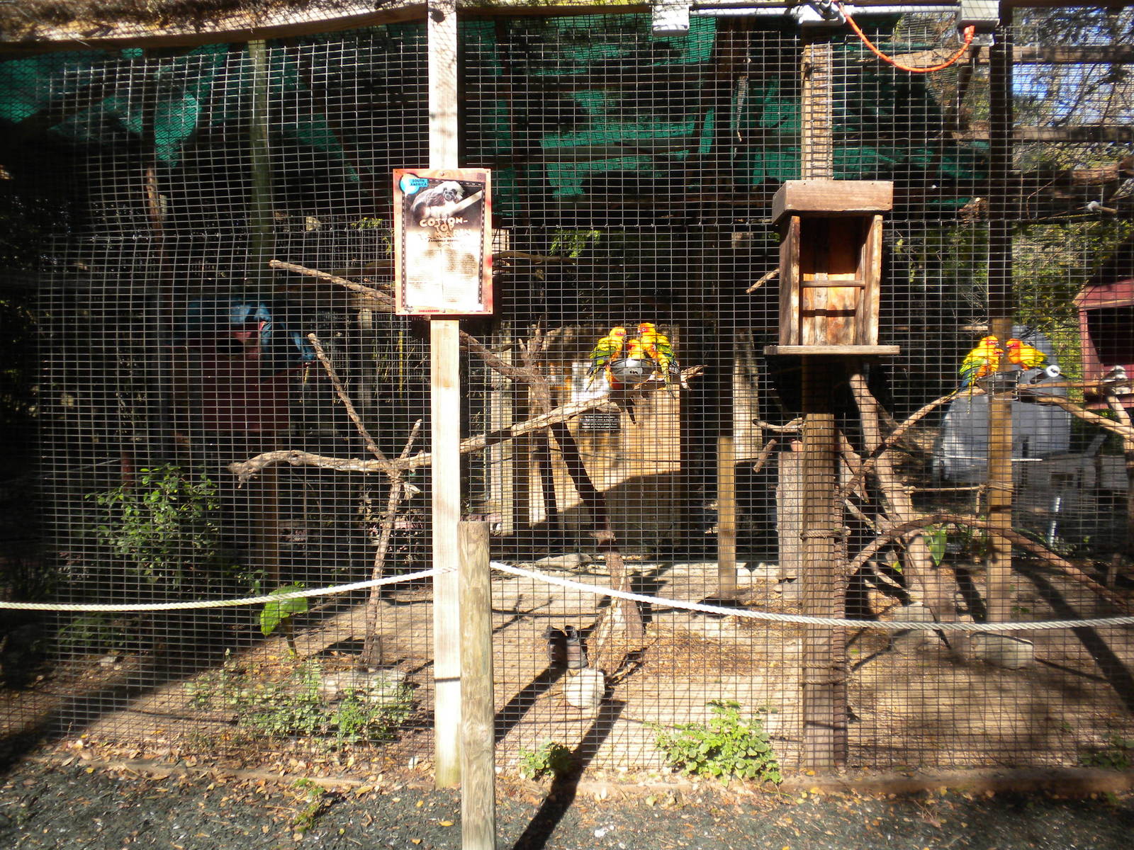 2010 - Cotton-Top Tamarin and Conures