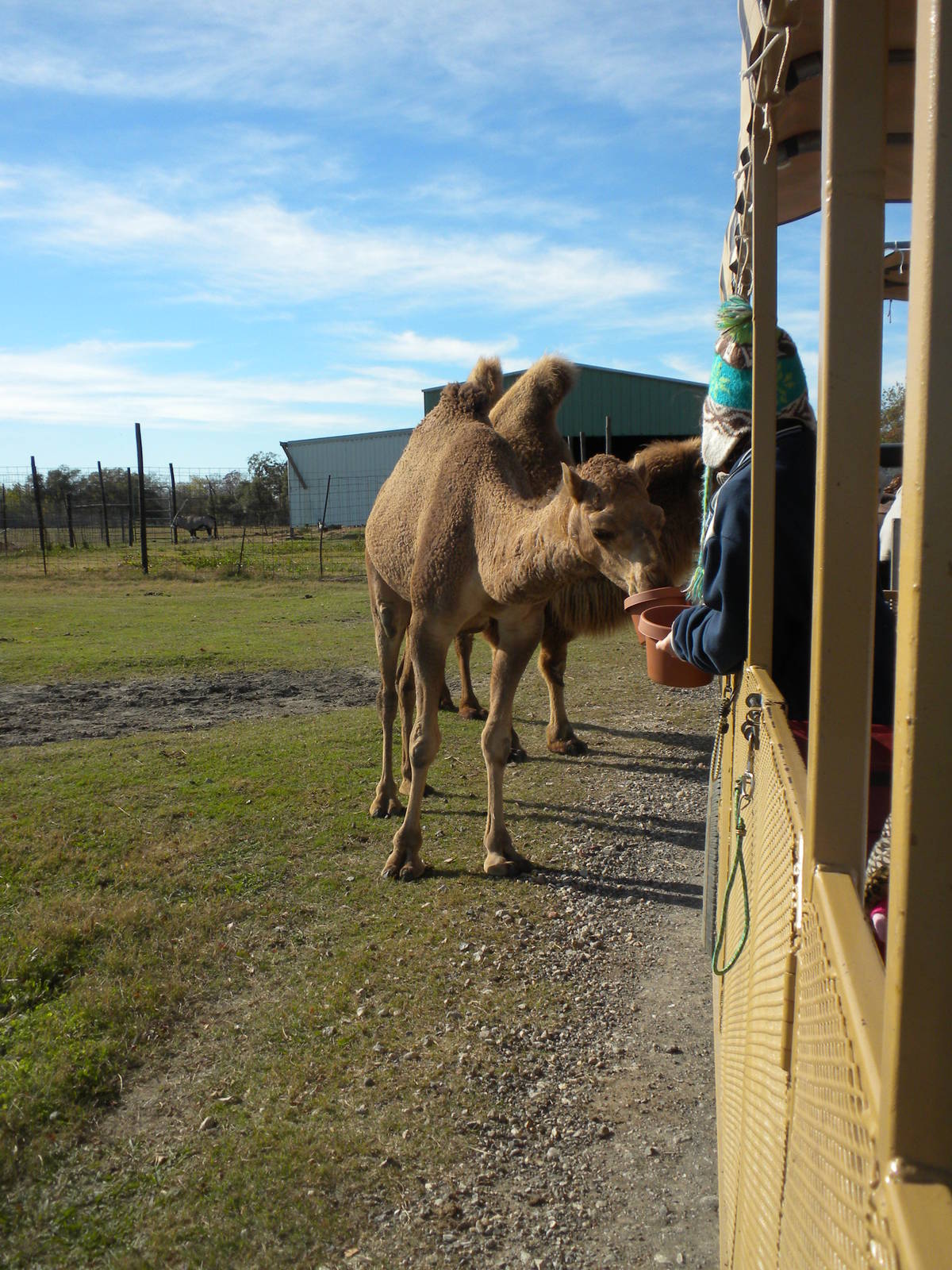 2010 - Dromedary and Bactrian Camels