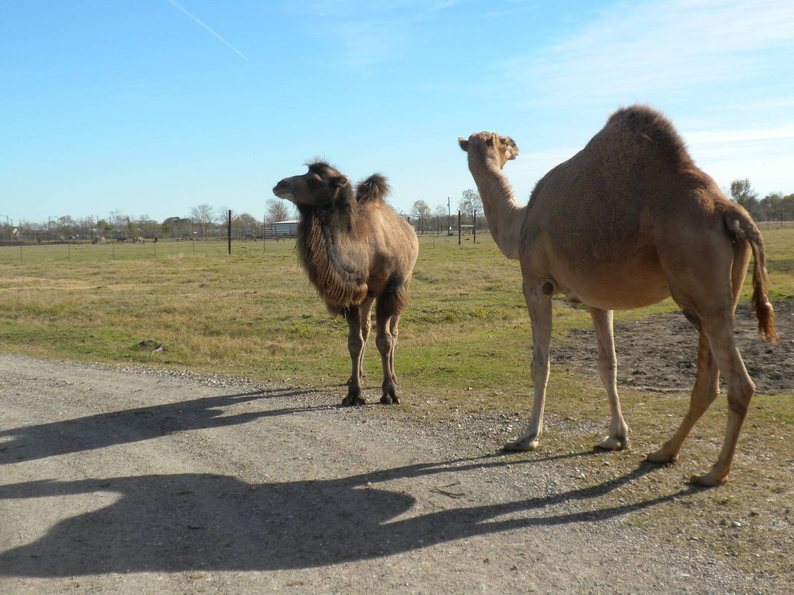 2010 - Dromedary and Bactrian Camels