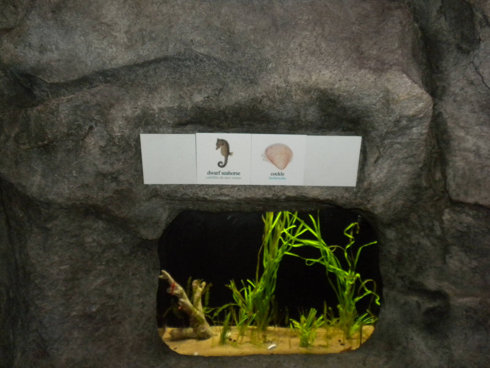 2010 - Dwarf Seahorse