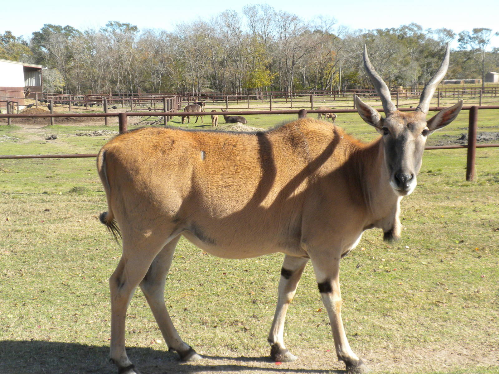 2010 - Eland