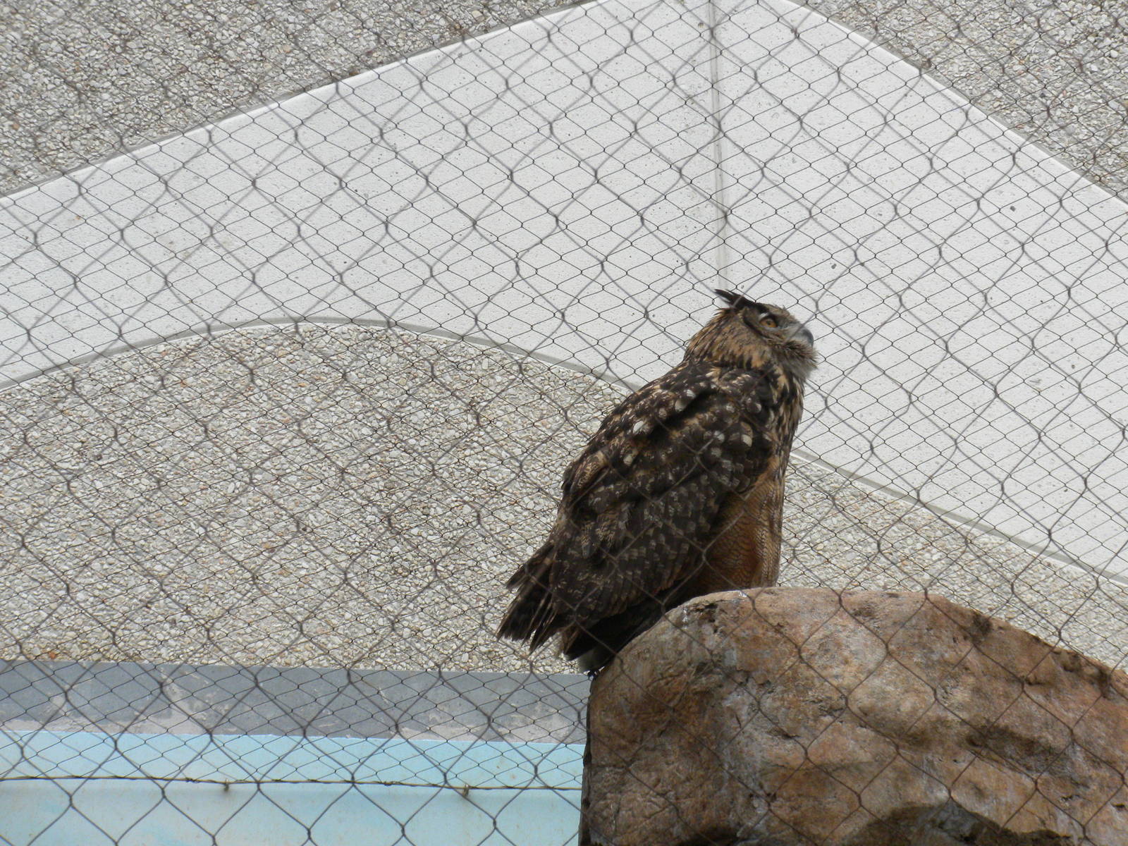 2010 - Eurasian Eagle Owl