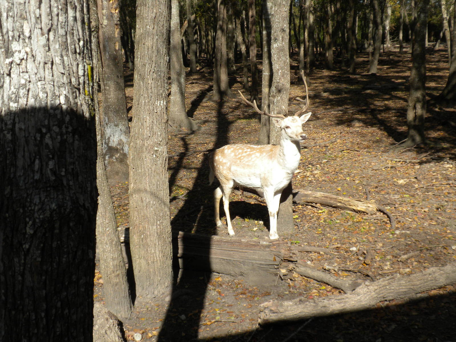 2010 - Fallow Deer
