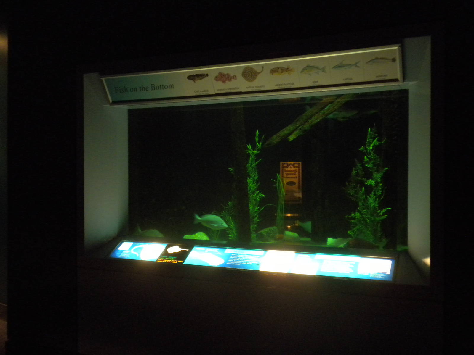 2010 - Fish on the Bottom