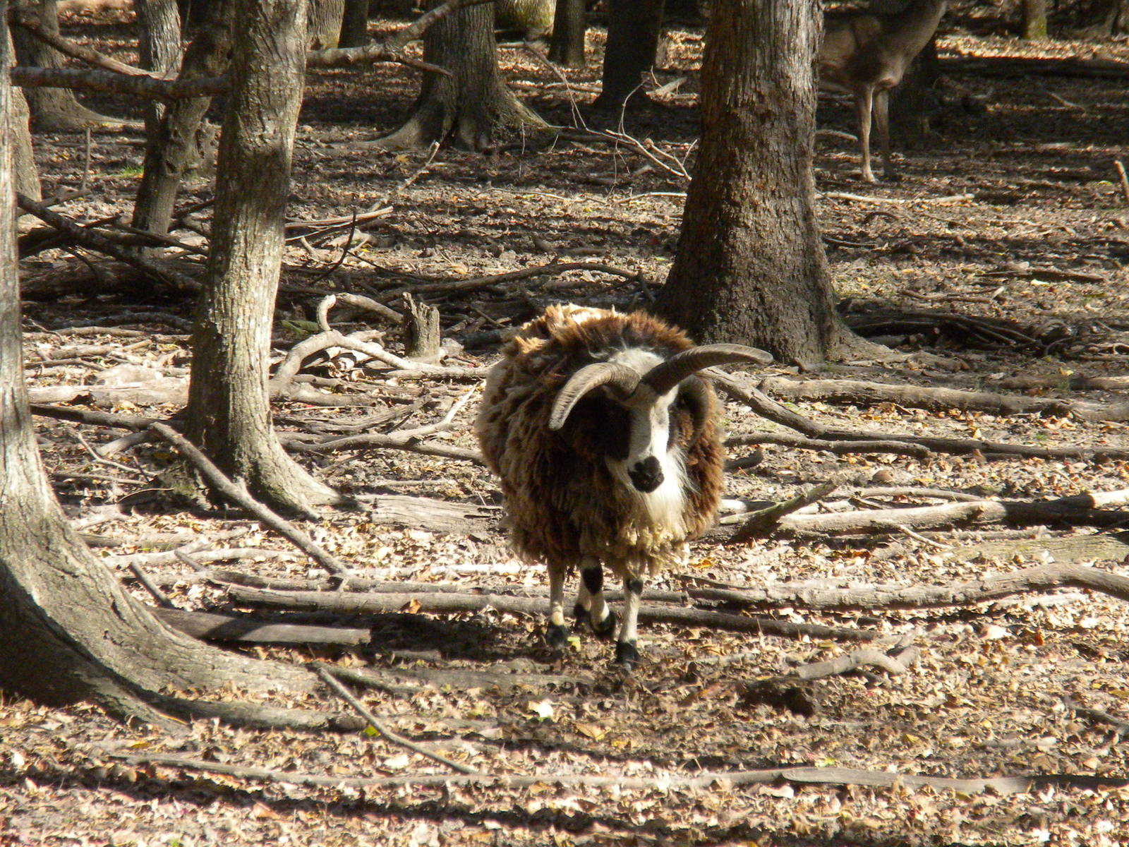 2010 - Four-Horned Sheep