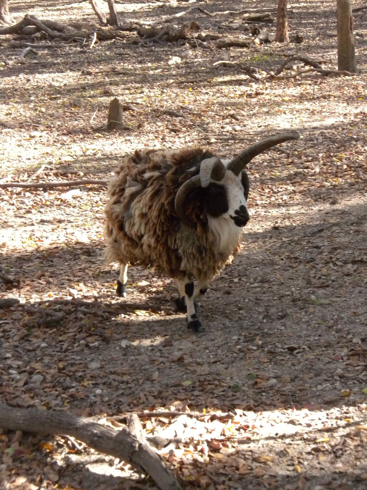 2010 - Four-Horned Sheep