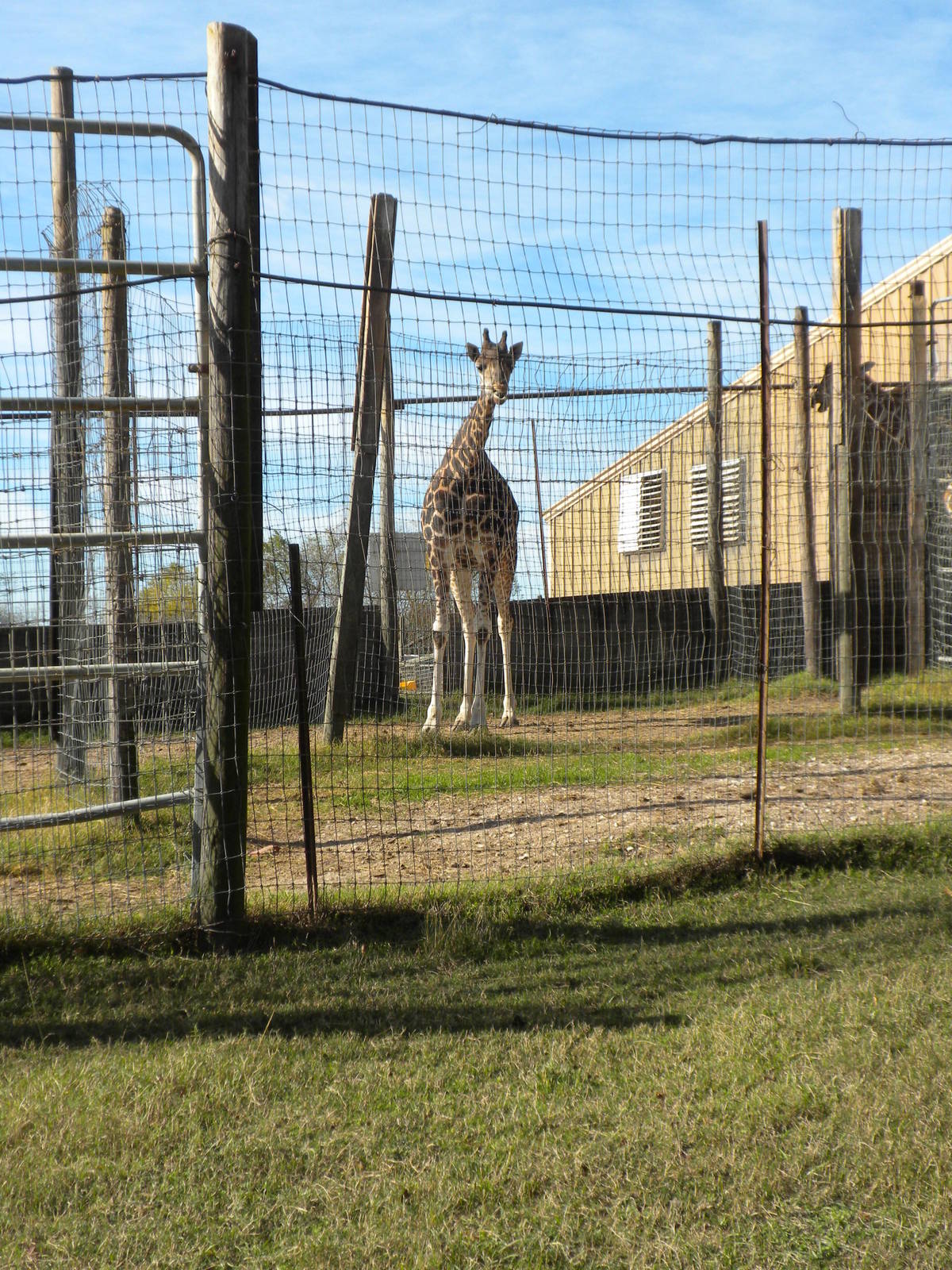 2010 - Giraffes